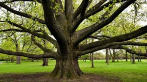 Alberi monumetali